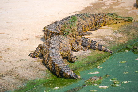 Crocodile in the farm is eating fresh food