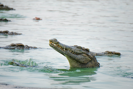 Crocodile in the farm is eating fresh foodの写真素材