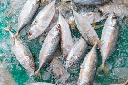 Fresh sabaâ mackerel fish on ice in supermarket. Top view of fresh mackerel or saba on ice for sale. Market Shelf - Saba fish arrange in ice.の写真素材