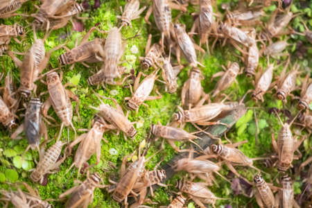 Feeding crickets in a cement pond