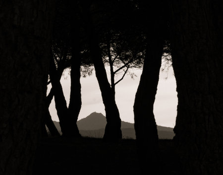 Silhouette of Mediterranean pines with the Tagamanent mountain in the background.の写真素材