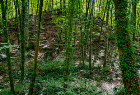 Beautifully lit beech forest with sunbeamsの写真素材