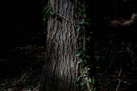 Directly lit Mediterranean pine detail. Roots surrounding tree.の写真素材