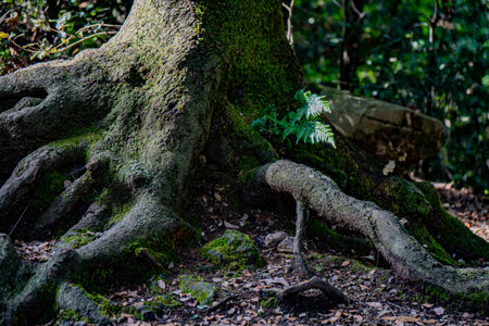 Beech tree roots illuminated with a sunbeamplant