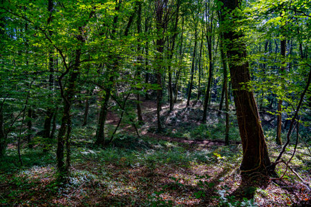 Beautifully lit beech forest with sunbeamsの写真素材