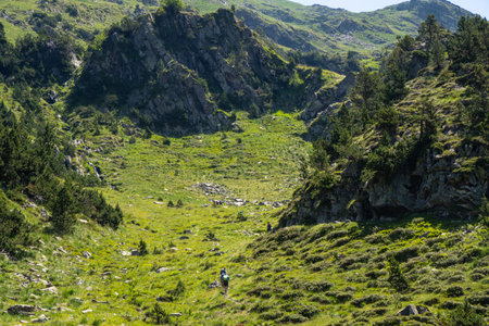 People, mountaineers and hikers walking in a wonderful valley of the Pyrenees, Aragon, Spain, surrounded by a herd of cows resting in the grass.の写真素材