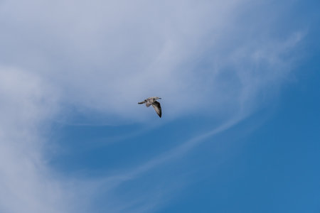 Seagull flying in the blue sky with white clouds on the backgroundの写真素材