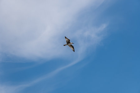 seagull flying in the blue sky with white clouds, nature seriesの写真素材