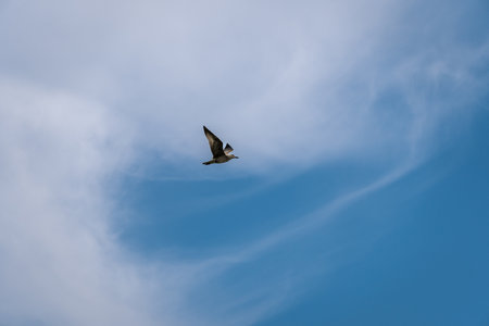 Pigeon flying in the blue sky with white clouds on backgroundの写真素材