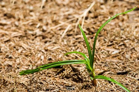 Fresh green grass in the dead field.