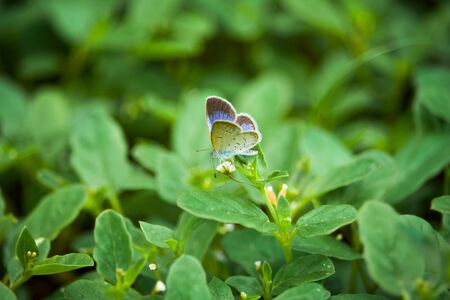Little butterfly on the little flower.の写真素材