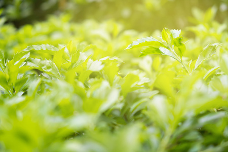 green leaves of bush under the sunlight of morning in summer. green bush is outdoor plant to use for...