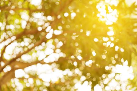 blur plant at the park with sunlight bokeh in the evening. it's beautiful sunny day in summer season.の写真素材