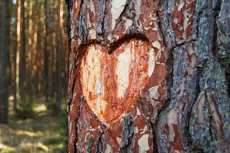 heart cut out in a treeの写真素材