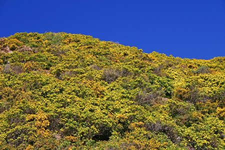Wavy shape colorful landscape. Bright blue sky, yellow-green bush.