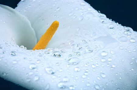 Fresh white lily with water drops on. Close-up. Pure beauty.の写真素材
