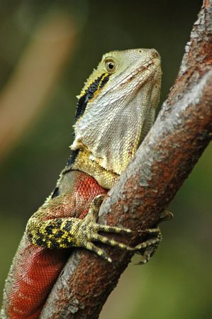 Colorful lizard sitting on a tree close-up. Natural green background.