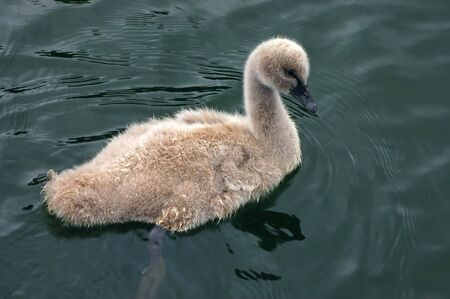  swan chickの写真素材