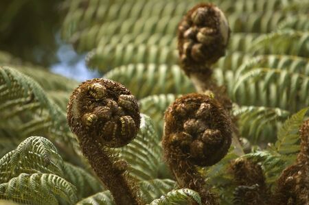 Koru - new leaves of silver fern, NZ native plant. New Zealand national symbol.の写真素材