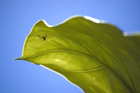 Small spider under a big green leaf close-up.の写真素材