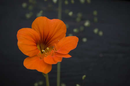 Vibrant orange color flower on stylish dark backround. Close-up.の写真素材