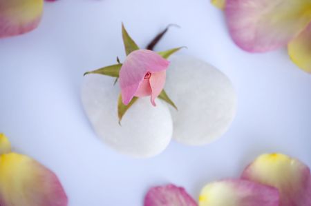 Rose bud and petals with pebbles in soft and tranquil scene as spa or wedding decoration.の写真素材
