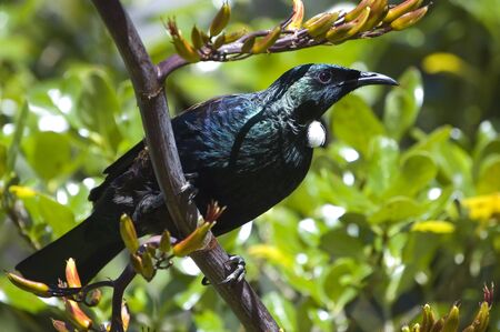 Native New Zealand bird Tui sitting on a branch of flax plant. Side view.