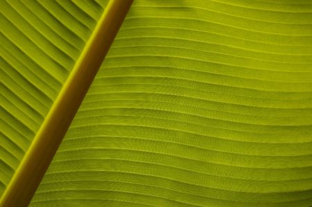 Banana palm leaf texture close-upの写真素材