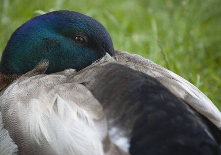 Lonely thoughtful duck on the grass.の写真素材