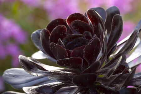 Exotic tropical flower.の写真素材