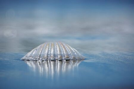 Wet sea shell shining under the sun on the beachの写真素材