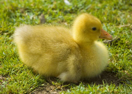 Cute fluffy easter duckling sitting on the grass. Side view.の写真素材