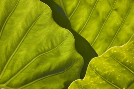 Textured leaves summer background. Close-up.