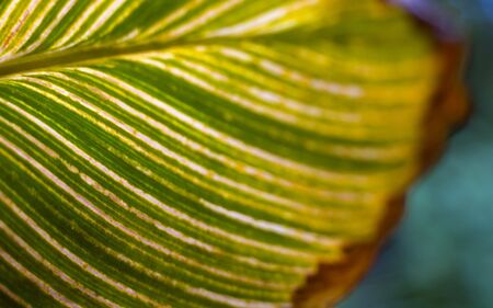 Green leaf with veins. Close-up. Horizontal