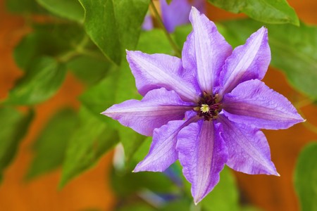 Beautiful flower (clematis) and leafs on yellow background. Shallow depth of field.の写真素材