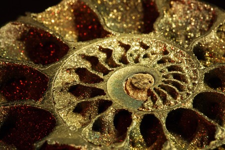 Close-up of ammonite fossil on black background, red light, inclinedの写真素材