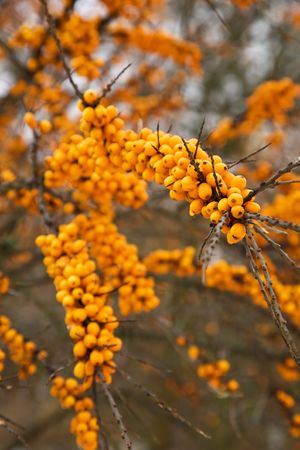 Sea-buckthorn berries in the autumn. Close-up, shallow depth of field. の写真素材