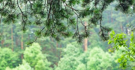 Drops of a rain on fur-tree branches on background of forest. Shallow depth of field. 