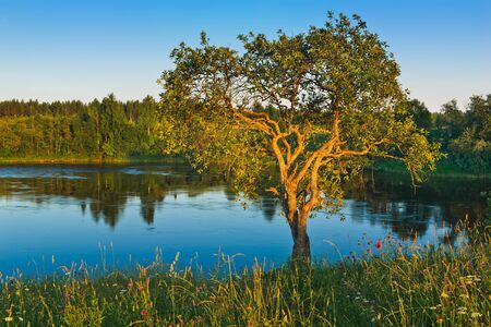 The tree shined by beams of the sunset, on coast of the fast river.の写真素材