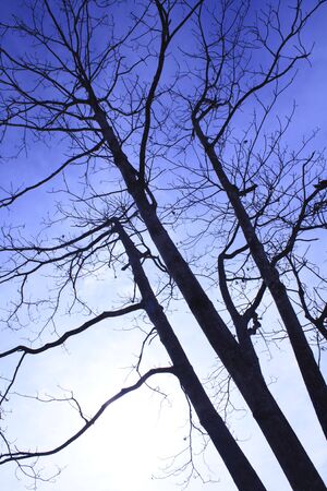 silhouetted tree の写真素材