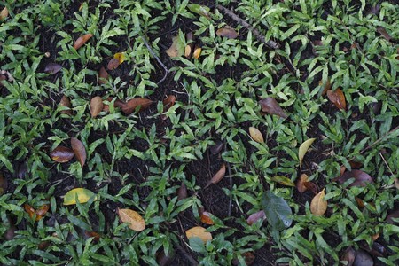 Ground coverの写真素材