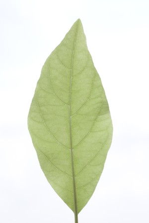 Green leaf isolatedの写真素材