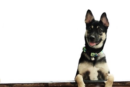 black dog isolatedの写真素材