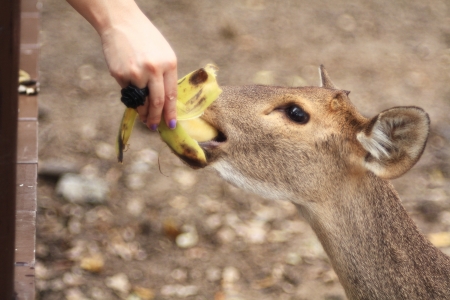 hand feed banana the dearの写真素材