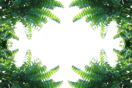 Natural leaves frame on white backgroundの写真素材