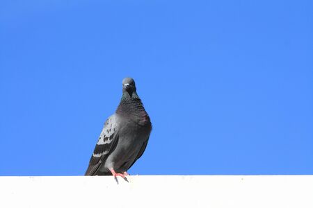 pigeon standing with clear blue skyの写真素材