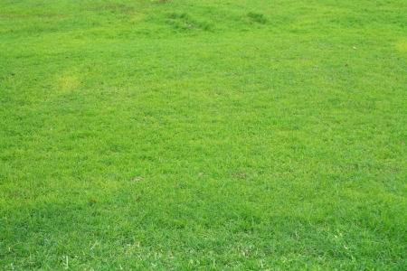 green grass textureの写真素材