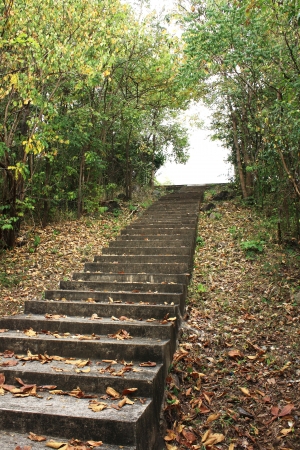 staircase in the forestの写真素材