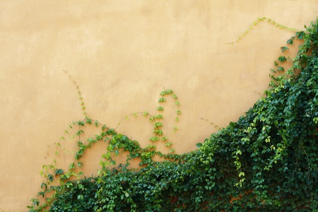 yellow wall with plantの写真素材