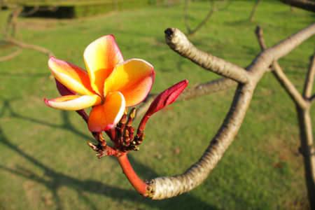 yellow frangipani flowersの写真素材